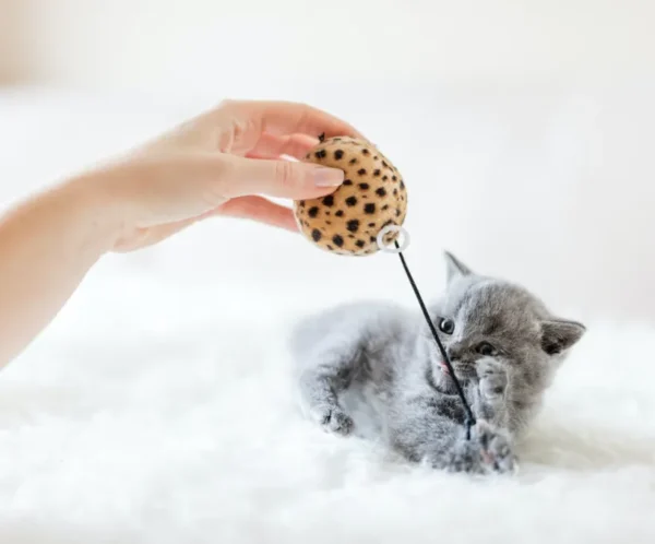 product-thumb-13_optimized Cat Toy