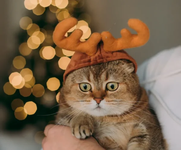 product-thumb-2_optimized Cat Headgear