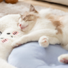 Fleece Blanket