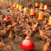Automatic drinking fountain for chicken and duck