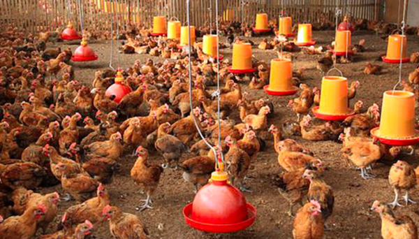 Automatic drinking fountain for chicken and duck