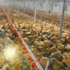 Gravity Poultry Feeders