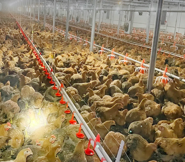 Gravity Poultry Feeders