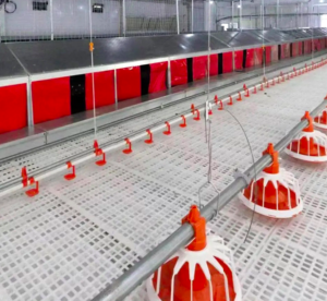 Auger water line feed tray feed trough fully automatic equipment accessories breeding feeder