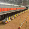 Gravity Poultry Feeders