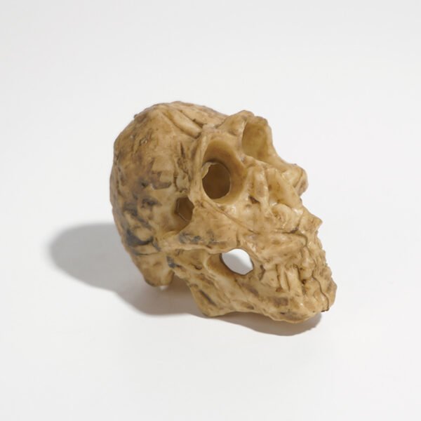 Reptile Habitat Decoration-PVC small skull