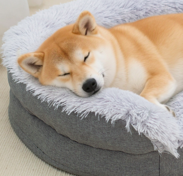 Pet Bed
