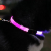 Flat Strap Full-Body Pet Collar
