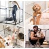 Transparent Acrylic Indoor Dog Enclosure